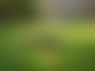 Say Goodbye to Stinky Backyards with Our Premier Dog Poop Scooping Services in Phoenix!