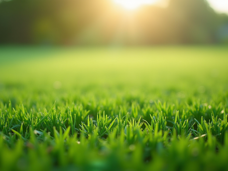 Artificial Turf Cleaning Services