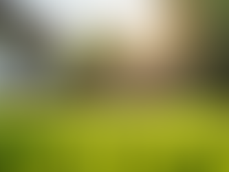 Professional Dog Poop Scooping Services in Peoria AZ