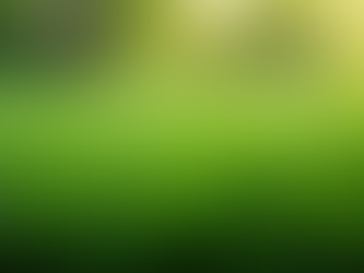 Expert Artificial Grass Cleaning Services