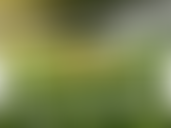 Cleaning Artificial Grass from Dog Urine Made Easy