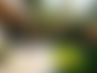 Dog Urine Odor Removal Service