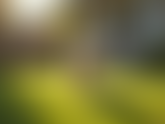 Professional Dog Poop Scooping Services