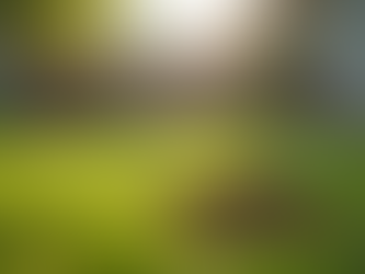 Affordable Dog Poop Removal Services