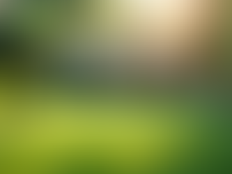 Dog Poop Scooping Services