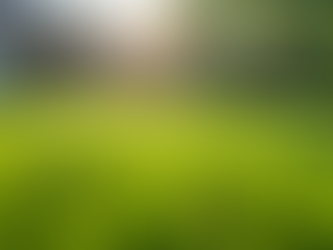 Say Goodbye to Dog Poop Woes with the Best Scooping Service in Phoenix