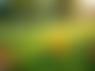 Maintaining a Fresh and Clean Lawn for Your Furry Friends: The Importance of Lawn Deodorizing and Sanitizing for the Summer Season