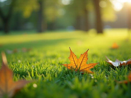 Maintaining a Fresh and Clean Lawn for Your Furry Friends: The Importance of Lawn Deodorizing and Sanitizing for the Summer Season