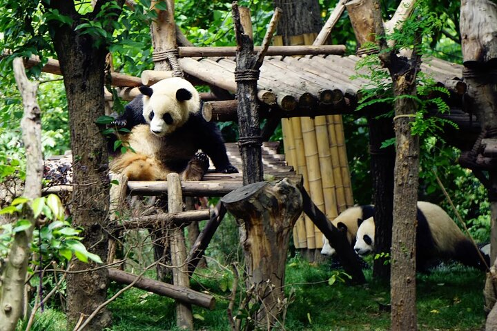 Centro de Criação de Ursos Pandas de Chengdu