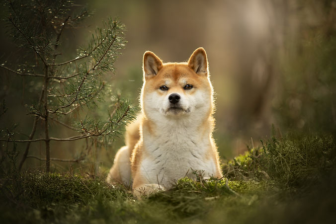 Femente Fotografie - hondenfotograaf