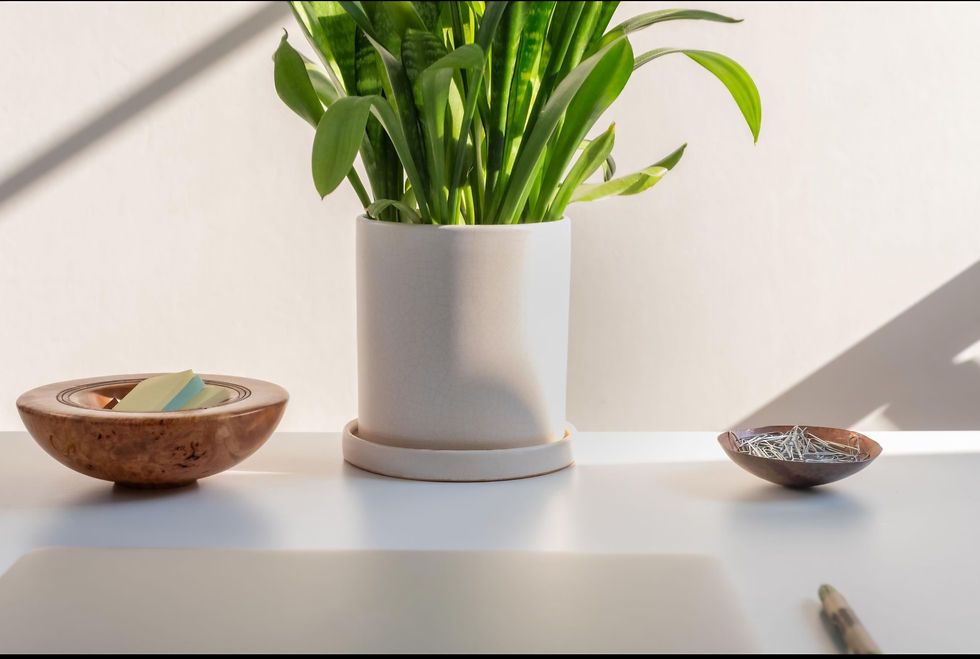 Week 2- Grace even in disappointment- Plant on a clean table