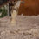 Thumbnail: Strophurus ciliaris - North West Spiny Tail Gecko