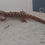 Thumbnail: Heteronotia binoei - Bynoe's Gecko