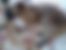 sahiplendirme için kedi ilanlari gösteren ikinci küçük fotoğraf