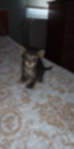 kedi sahiplendirme ilanları