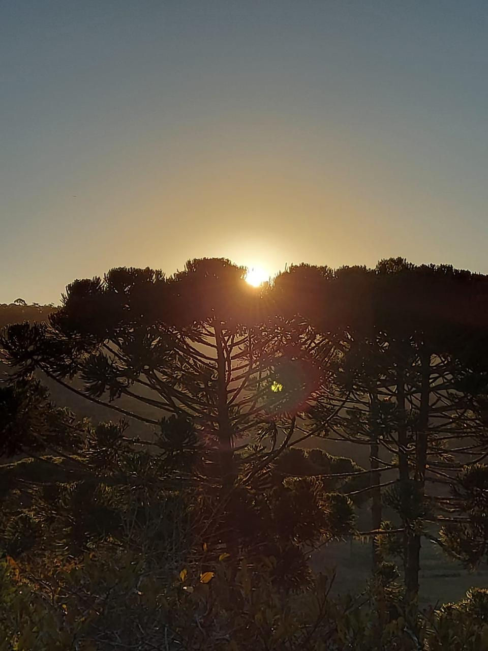Pôr do sol dourado entre as araucárias em Rancho Queimado, Santa Catarina