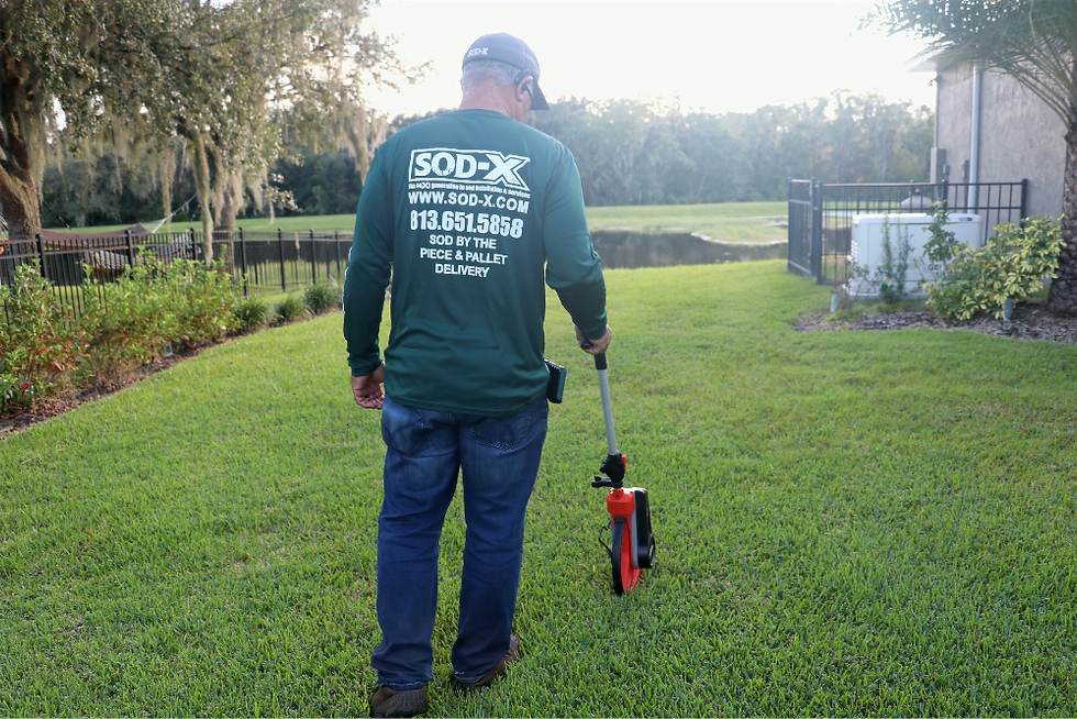 lawn care after SOD installation