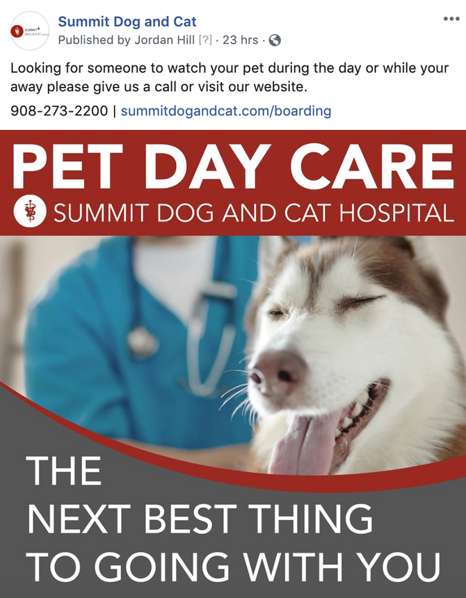 New Social Media Campaign for Summit Dog and Cat