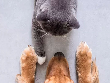 New Social Media Campaign for The Pet Behaviorist