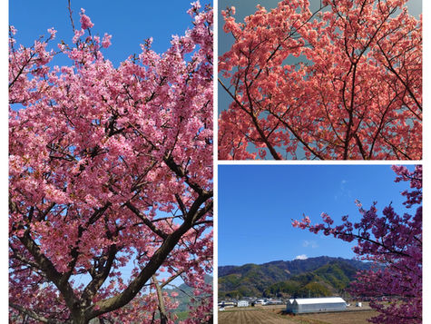 山の手さくら（河津さくら）