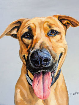 pet portrait of a dog