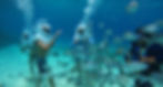 Sea Trek Isla Cozumel Island Beach Bar Activities Restaurant Book Cruise Ship
