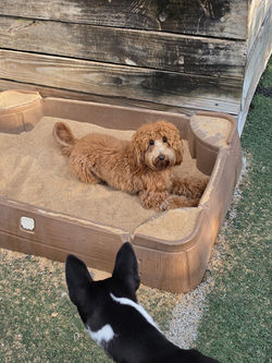 small-dog-daycare-houston-heights.jpg