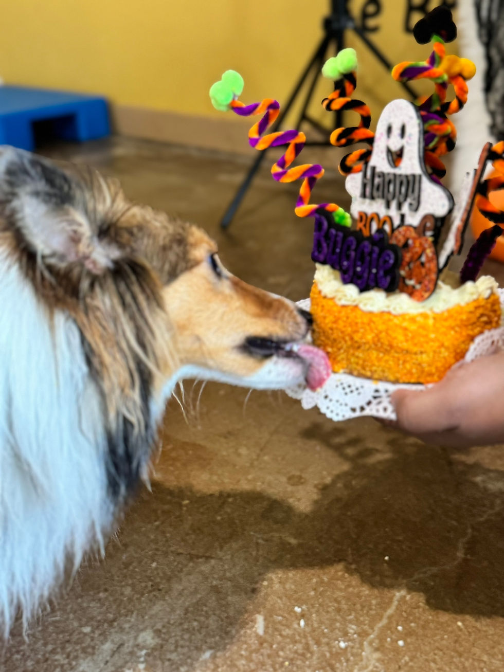 small-dog-daycare-houston-heights.jpg