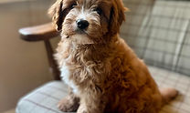 pet chip