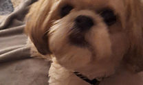 pet chip