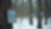 Close-up view of vintage metal buckets hanging from maple tree taps in a snowy forest