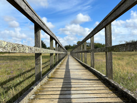 Person-Centred Walk and Talk Therapy: Healing Through Nature and Connection