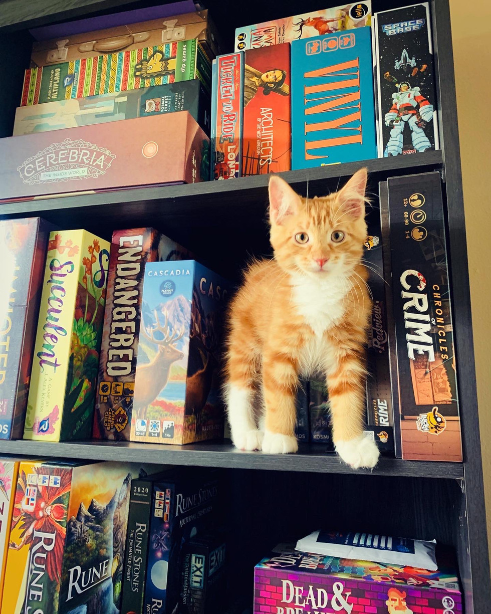 Toffee Shelfie
