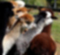 alpacas-4077578_1920.jpg