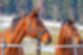 horses-3987336_1920.jpg