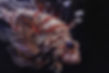 lionfish-4482131.jpg