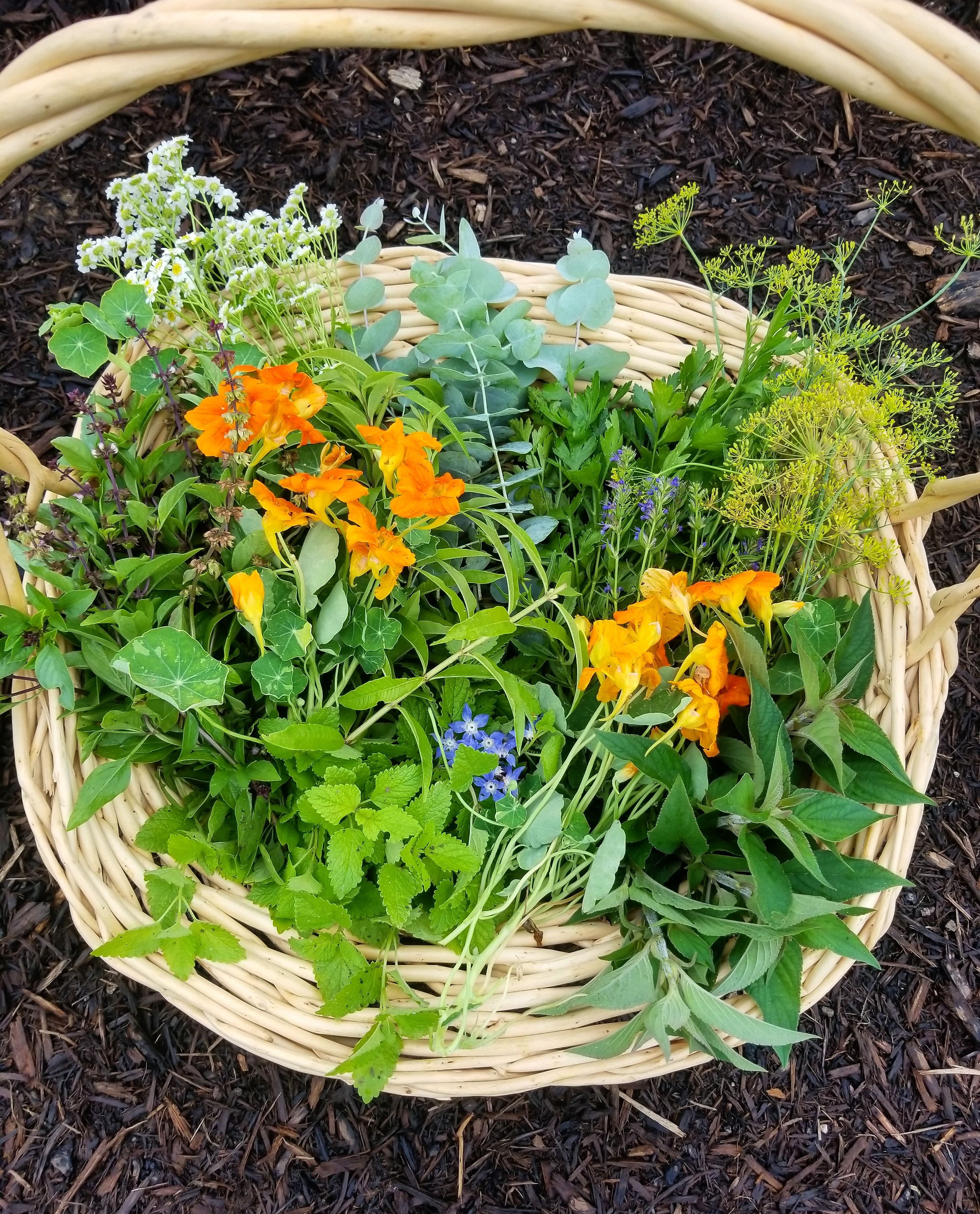 Fresh Herb Harvest