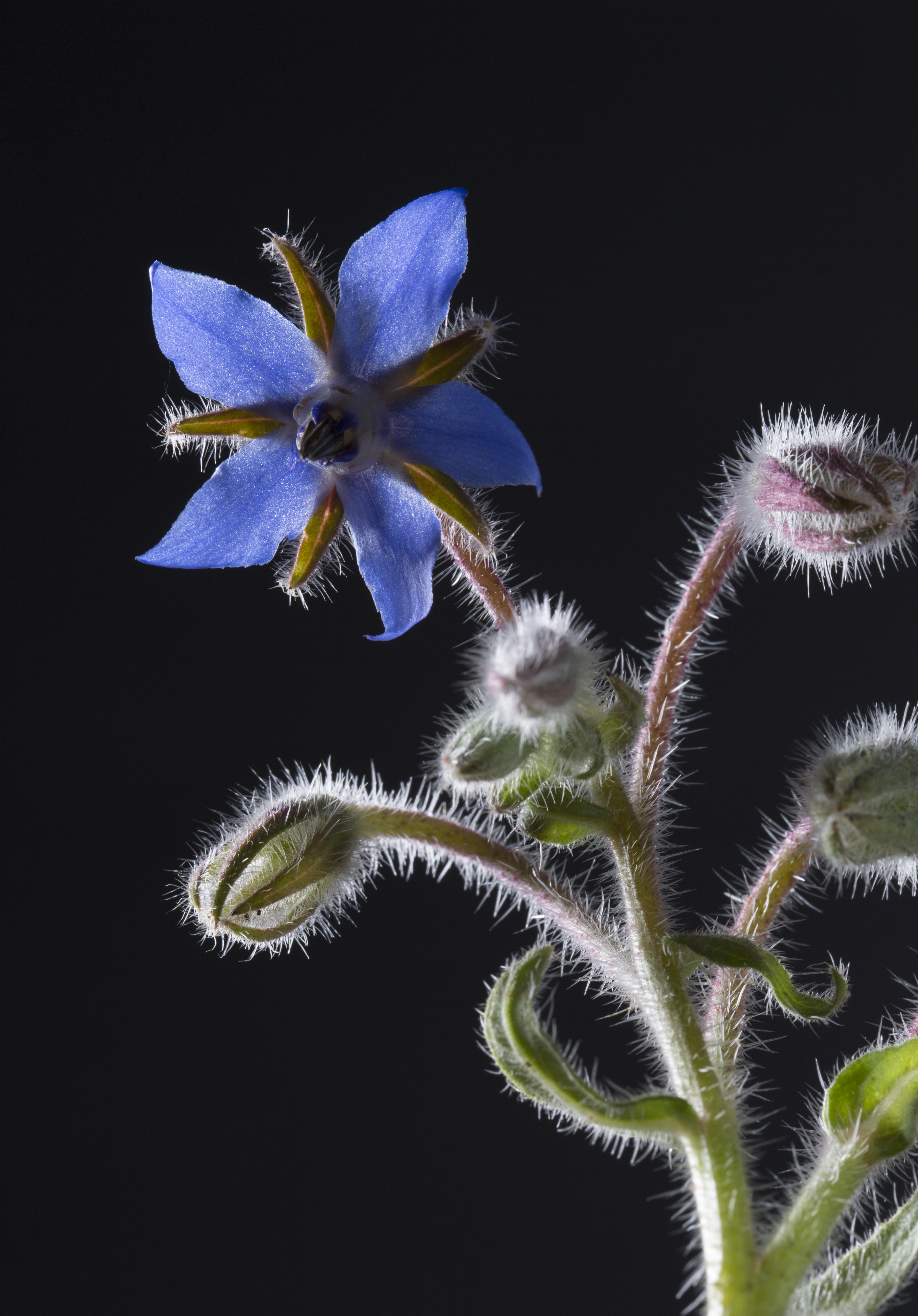 Borage