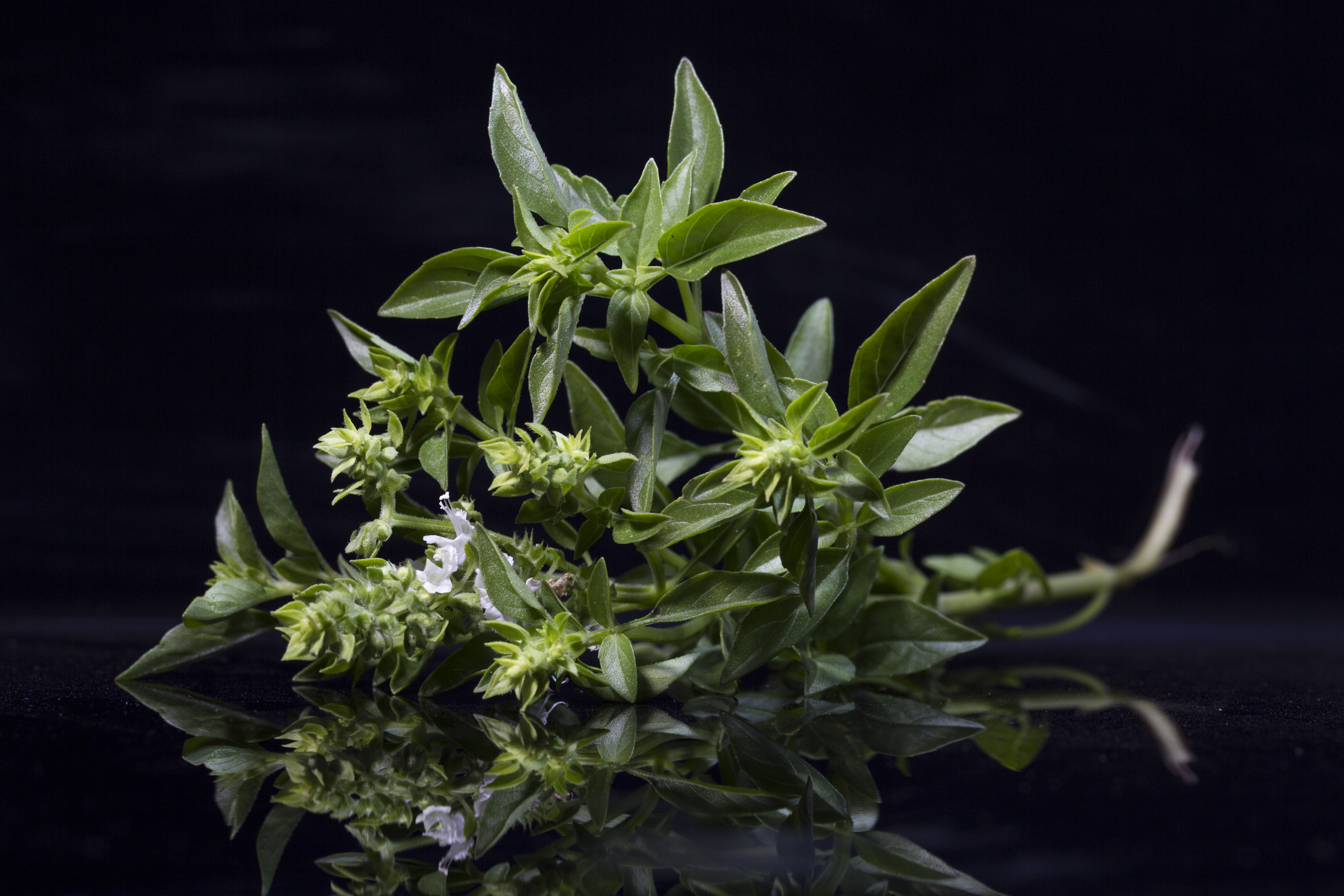 Globe Basil