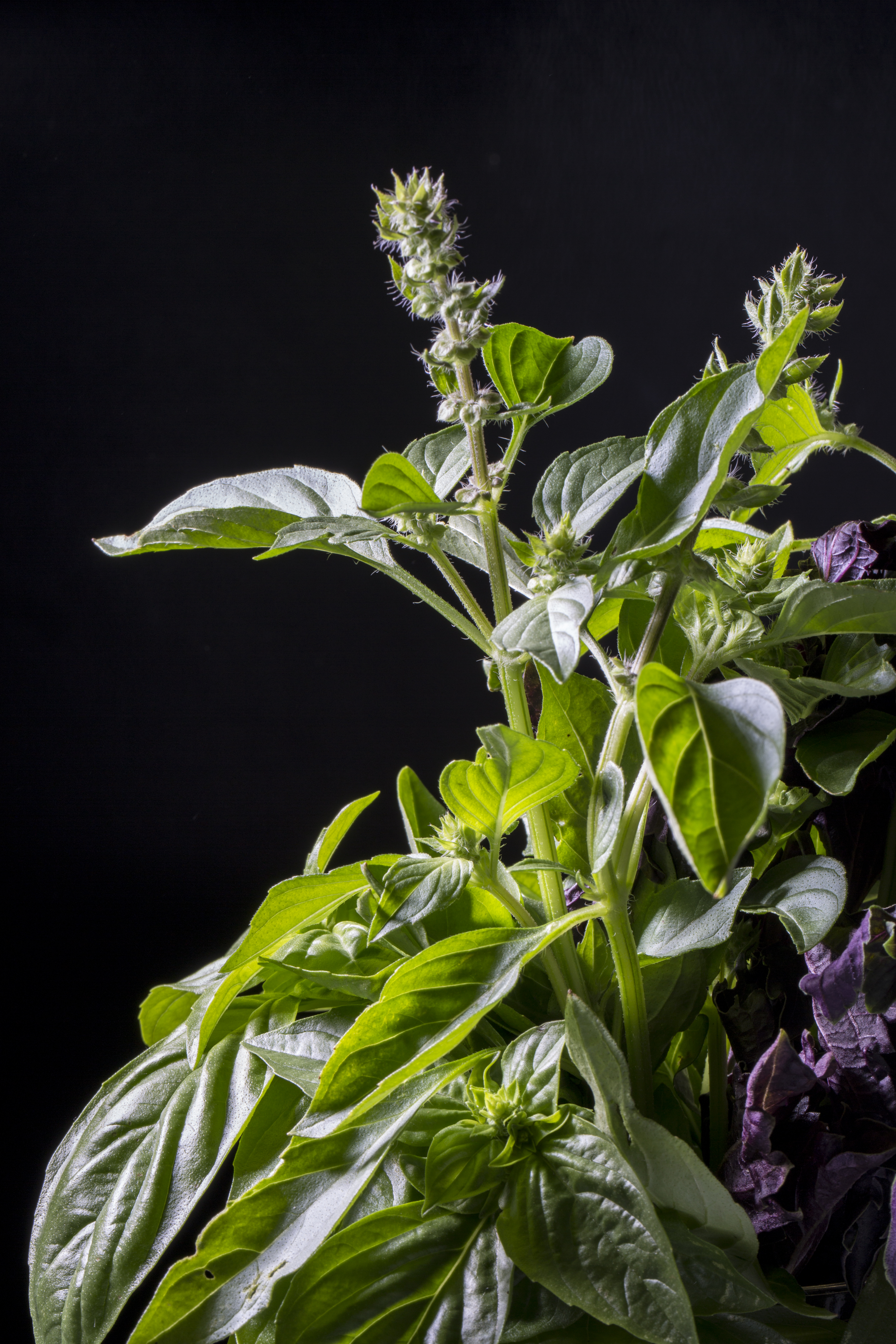 Lemon Basil