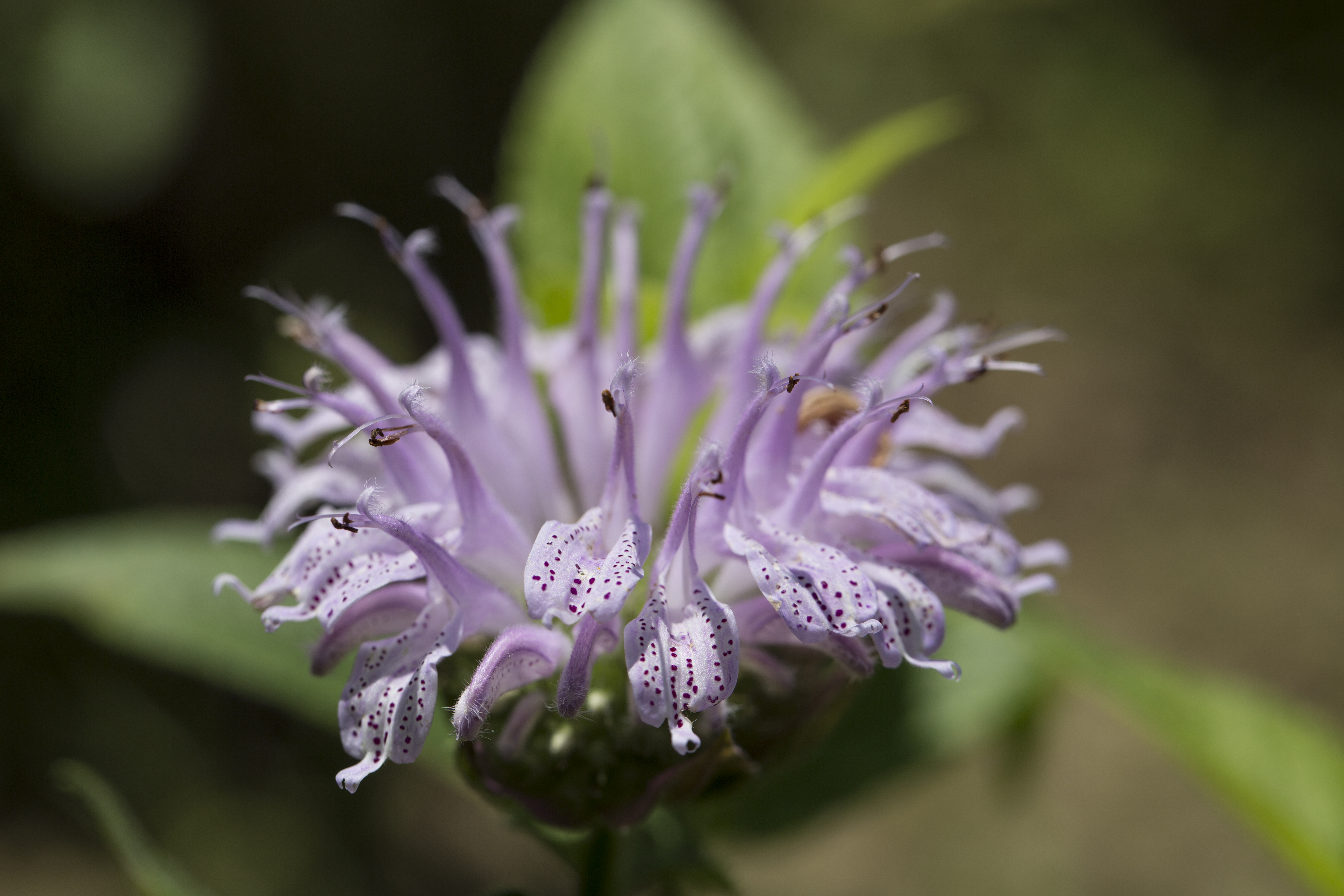 Bee Balm
