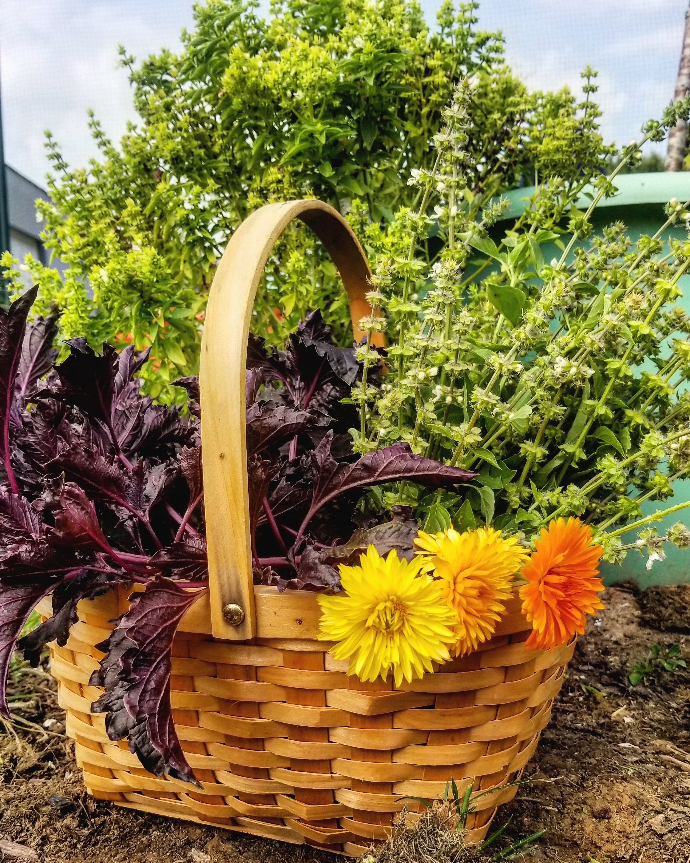 Herb Basket