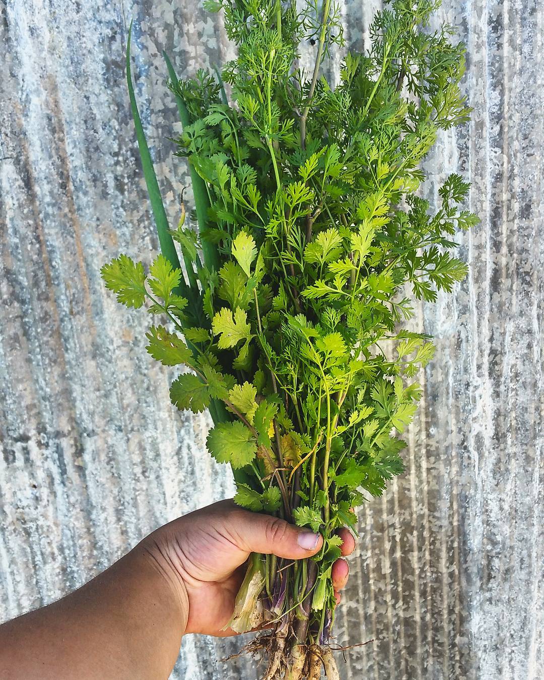 Cilantro & Chives