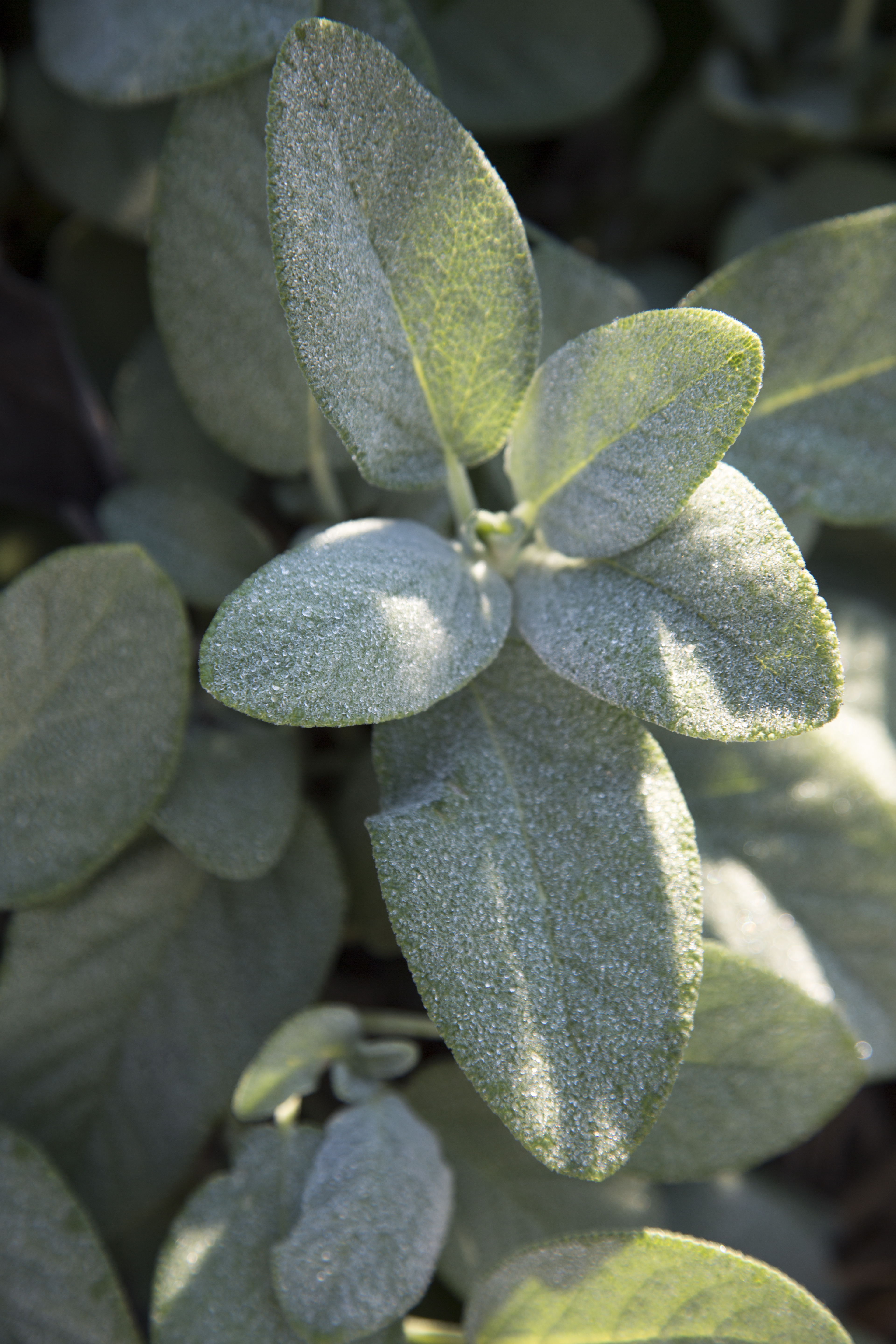 Sage