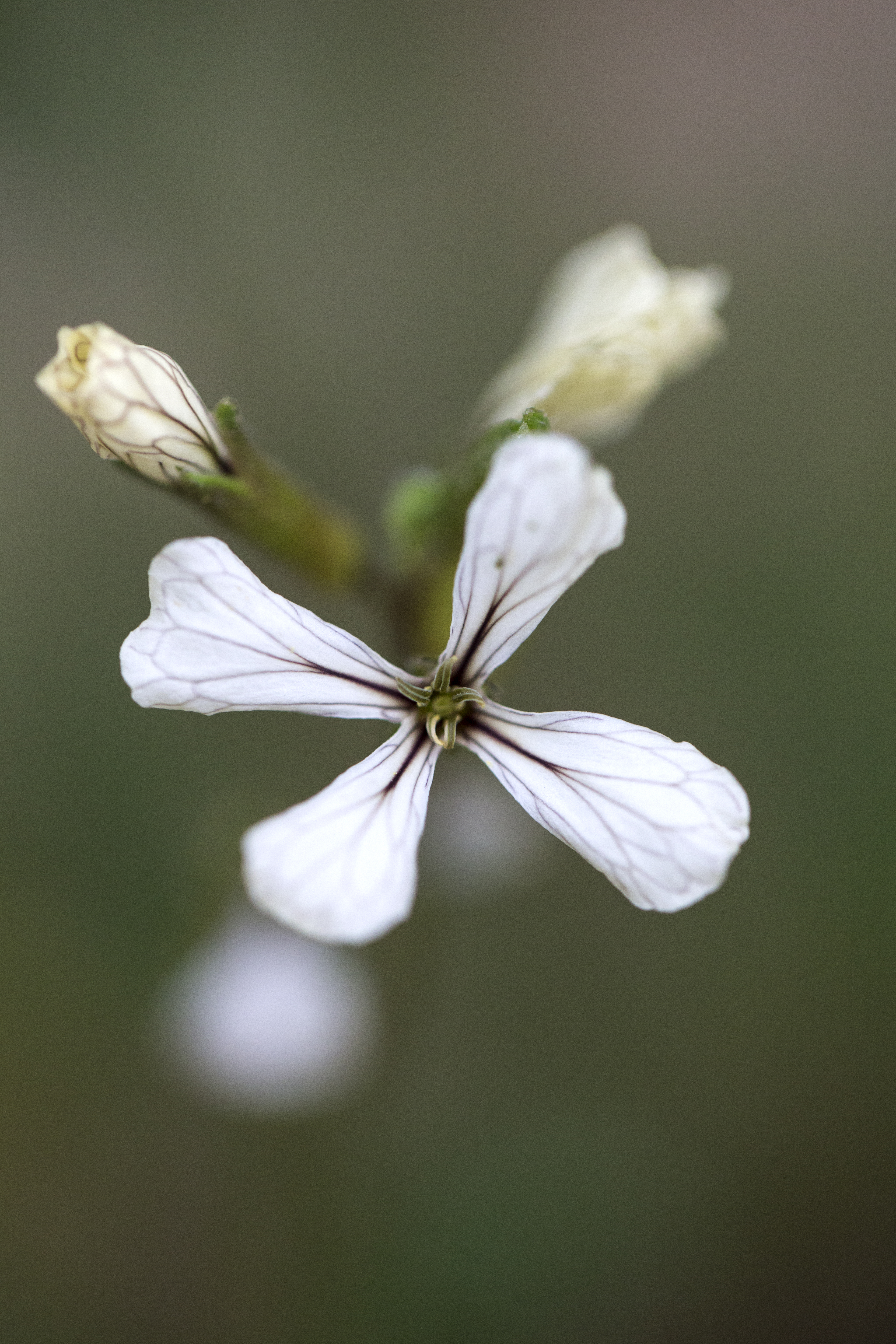 Arugula flowers