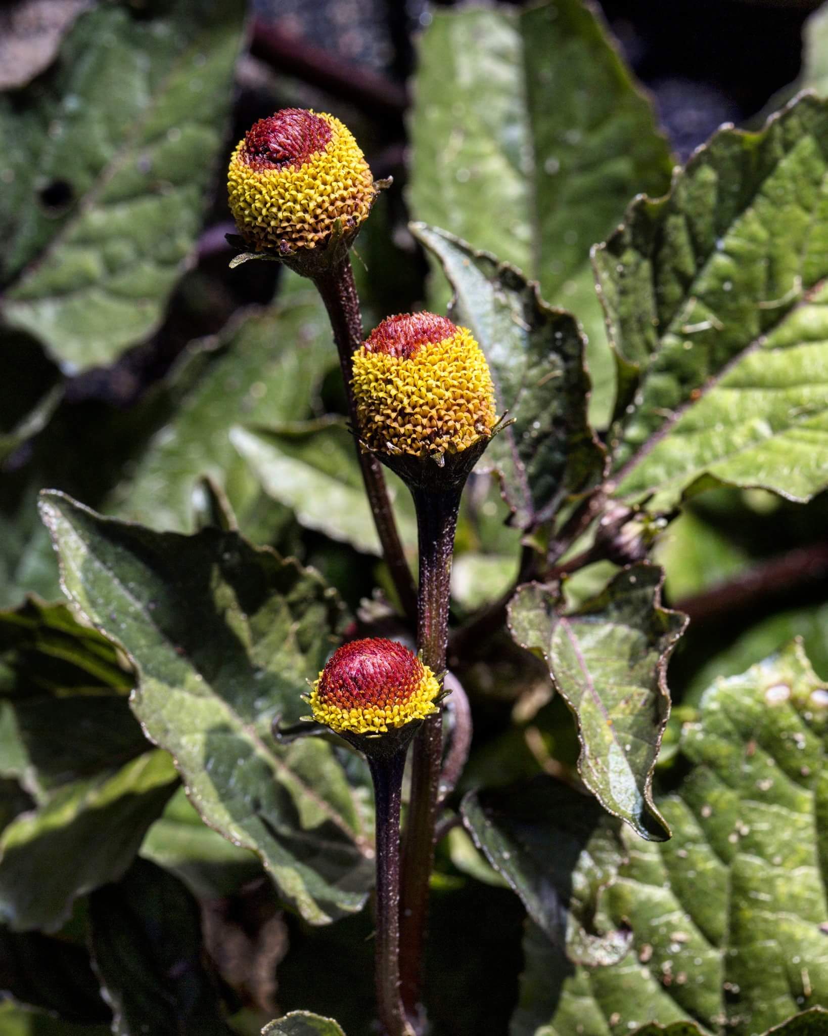 Spilanthes Acmella
