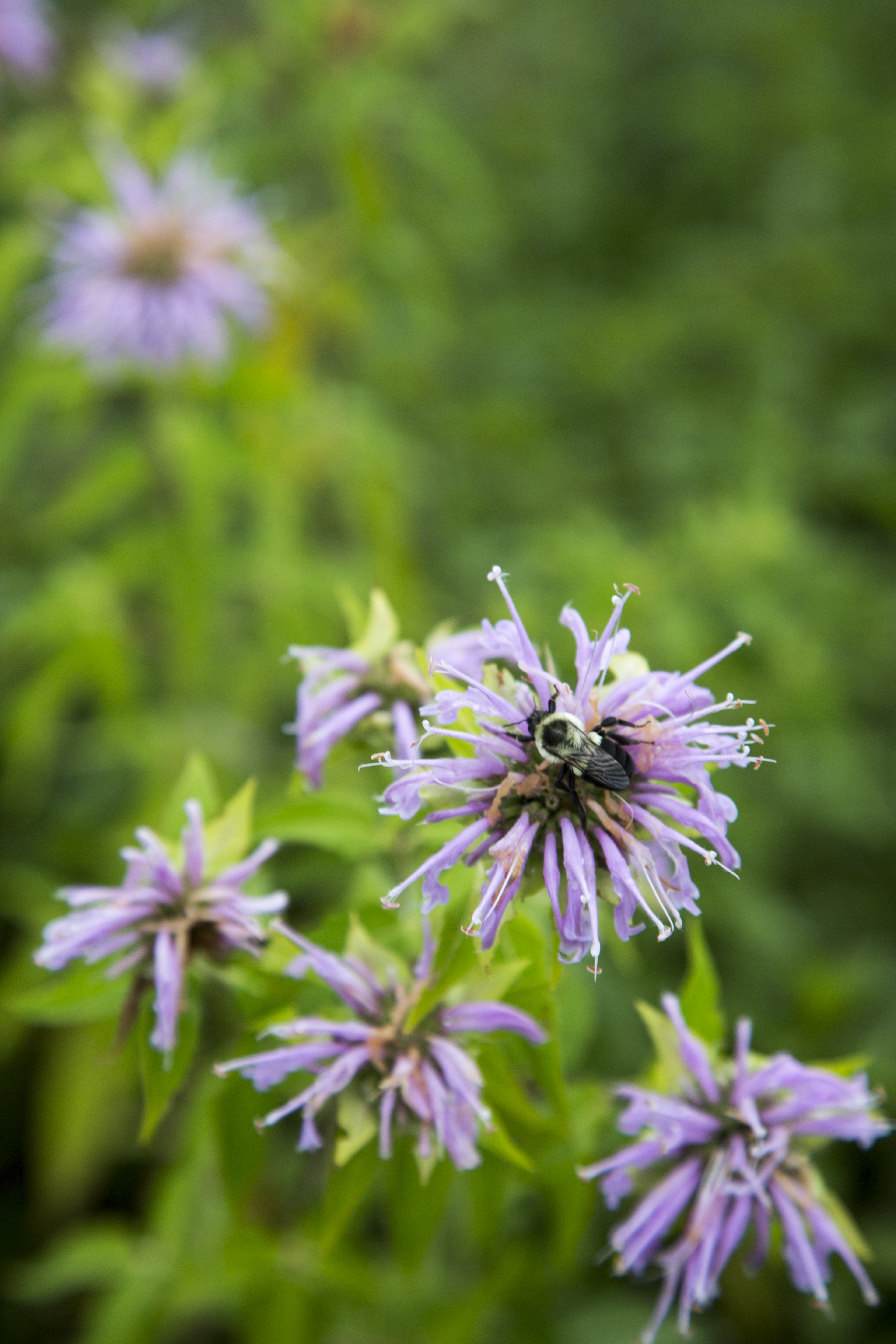 Bee Balm