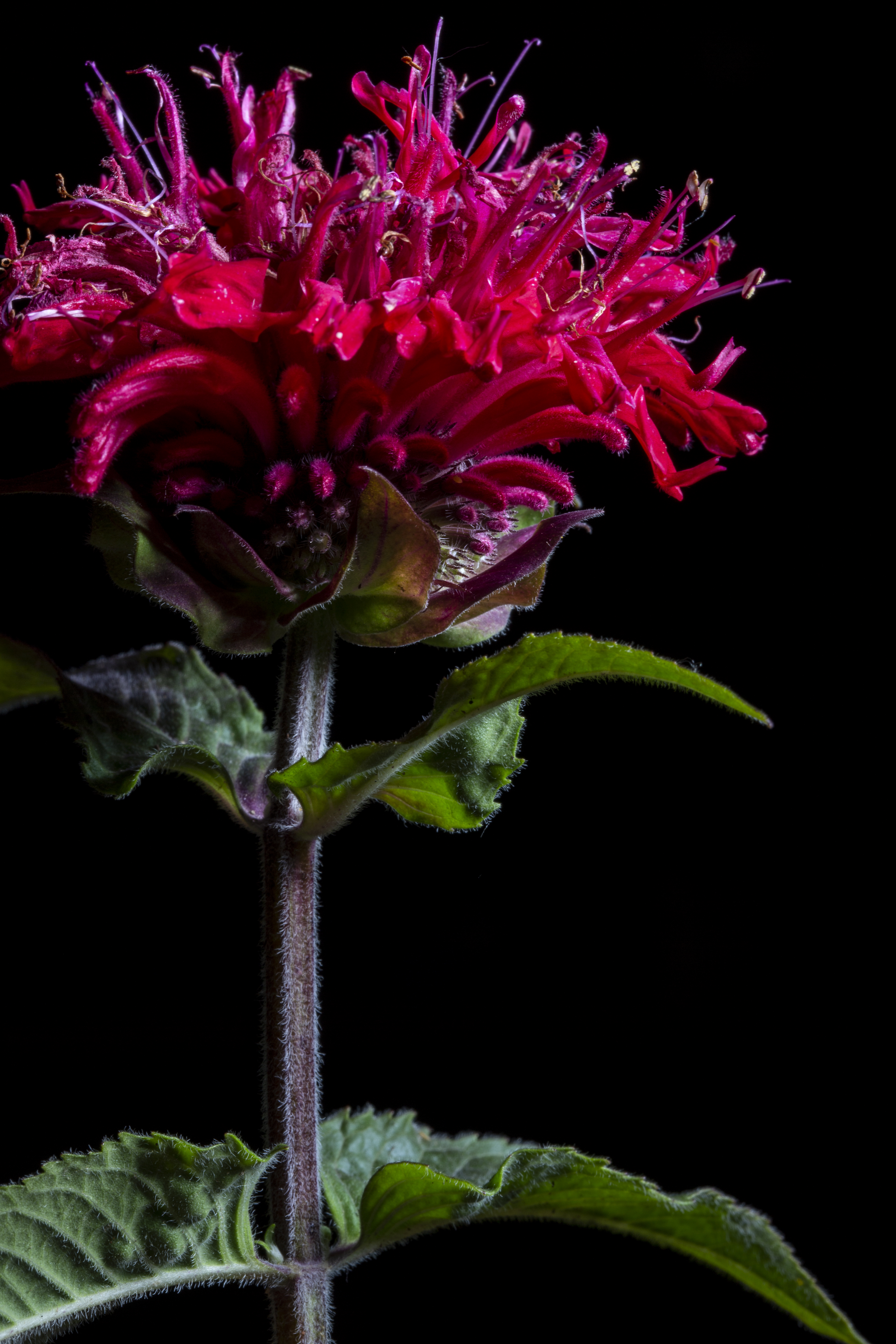 Monarda