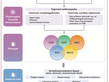 La nueva descripción fenotípica de las miocardiopatías ESC 2023