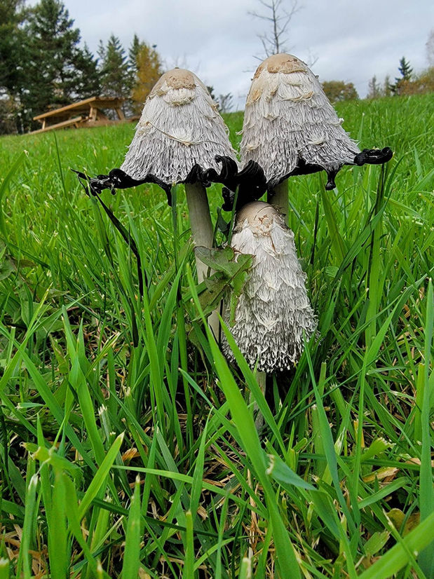 mushrooms.jpg